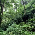 JR中央線沿いにある自然豊かな散歩コース6選