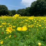 【散歩日和】夏の国営昭和記念公園での散歩おすすめポイントをご紹介!