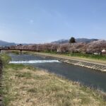【桜並木】富山県南砺市小矢部川公園